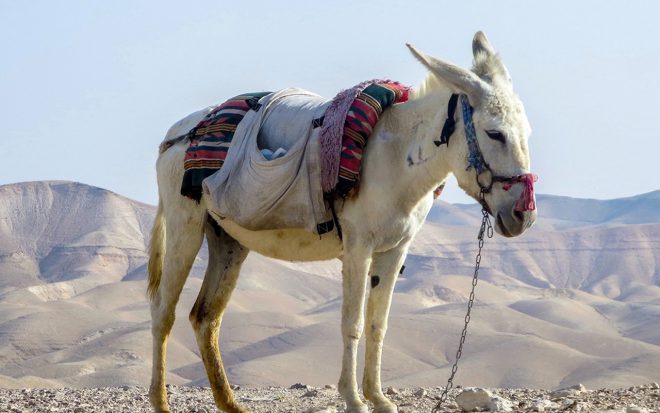 Rüyada Katır Görmek Ne Anlama Gelir Neye İşarettir? – Kayıp Dualar
